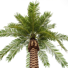 Árbol de mirada natural artificial de la palma datilera de 5 metros para la decoración