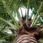 Palmera decorativa al aire libre grande Canadá/palma datilera plástica/palmeras artificiales