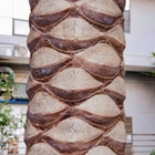 Derecho paño de seda de la planta artificial del coco del 10.5m para al aire libre