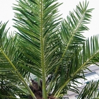 Derecho paño de seda de la planta artificial del coco del 10.5m para al aire libre