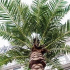Palmeras falsas realistas ultravioleta antis, decoración de seda de la playa de la palmera