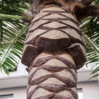 El acero estructura la decoración interior de las palmeras artificiales de los 7ft