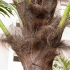 palmeras falsas grandes imperecederas de los 4m, palmera casi natural para el paisaje del jardín