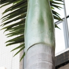 Materiales ignífugos de la palmera del OEM los 6m de la protección ultravioleta falsa de las plantas