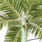 Materiales ignífugos de la palmera del OEM los 6m de la protección ultravioleta falsa de las plantas
