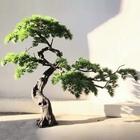 Aspecto hermoso artificial de los árboles de pino del Podocarpus gigante interior
