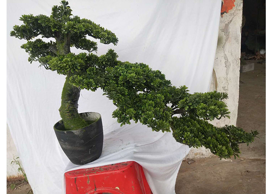 Árbol de pino ornamental artificial decorativo de la Navidad